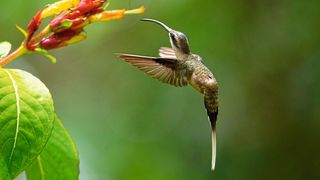 Kolibris sind Luftakrobaten. Sie können als einzige Vogelart auf der Stelle, seitwärts und sogar rückwärts fliegen. (Bild: Nicolas Defaux)