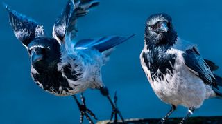 Vögel benötigen für ihr Gehirn wesentlich weniger Energie als Säugetiere. (Bild: gemeinfrei)