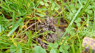 Unscheinbare Datenquelle: Auch viele heutige Ausscheidungen von Regenwürmern enthalten Kalzitkörnchen (ECGs) und damit detaillierte Klimainformationen.  (Bild: Olaf Jöris)