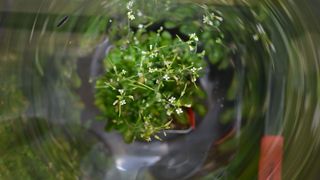 Die Modellpflanze Ackerschmalwand (Arabidopsis thaliana) in einer Röhre. (Bild: Marion Rehers, Fraunhofer-Institut für Molekularbiologie und Angewandte Ökologie (IME))