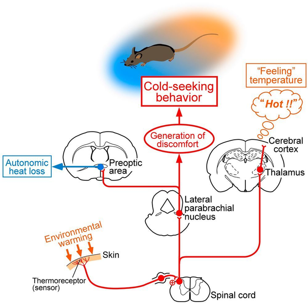 Temperature ComfortZone in the Brain
