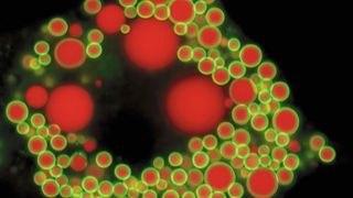 Fetttröpfchen in der Fettzelle einer Maus: Die Hülle der Tröpfchen wurde grün, das in ihnen gespeicherte Fett rot angefärbt.  (Bild: Johanna Spandl / Universität Bonn)