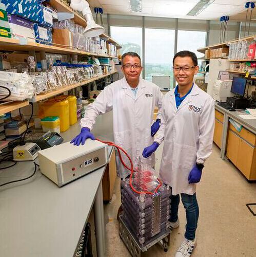 Associate Prof Alfredo Franco-Obregón (left) and Dr Alex Tai (right) have developed a novel way of growing cell-based meat in the laboratory by exposing animal cells to magnetic pulses.