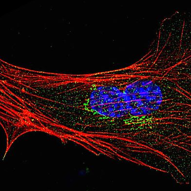 Bindegewebszelle einer Maus, angefärbt für Coronin 2 (grün), Aktinfilamente (rot) und Zellkerne (blau) (Bild: Pieters, PLOS Biology, 2026)