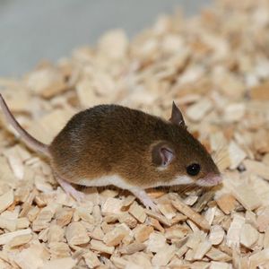 Die „Minimaus“ Mus mattheyi ist eine besonders klein Mausart, die die Forscher am Max-Planck-Institut für Evolutionsbiologie auf ihre Genexpression untersucht haben. Genau wie bei anderen Säugetieren werden 95% des Genoms nicht in Proteine übersetzt.