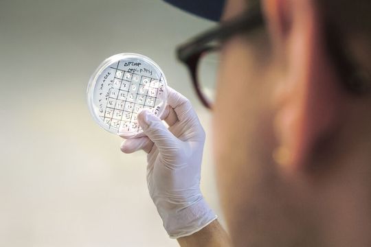 Auf der Suche nach dem optimalen Mikrobenstamm: Die Forschenden entwickeln im Projekt Carboncare Bakterien, die chemische Grundstoffe nachhaltig herstellen. (Bild:  Charité/ Stefan Hristov)