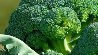 Indol-3-Carbinol kommt natürlicherweise in Brokkoli, Radieschen und anderen Pflanzen aus der Gruppe der Kreuzblütler vor. (gemeinfrei)