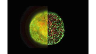 HeLa cell spheroid stained with Alexa Fluor 568 Phalloidin (Actin) and YOYO 1 iodide (Nucleus). Acquired with a standard wide field fluorescence microscope (left half) and an exposure of the same sample taken with a THUNDER imager (right half). (Leica Microsystems)