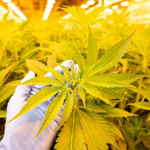 Cannabis benötigt beim Anbau entsprechende Pflege.(Bild:  DEMECAN)