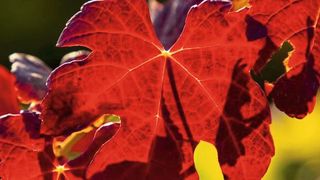 Herbstliche Blätter der Wildrebe, die in der Lage ist, auf salzigen Böden zu gedeihen. Forschende des KIT haben untersucht, wie das funktioniert. (Bild: Maren Riemann, KIT)