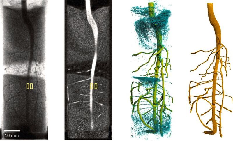 Die Daten aus der ultraschnellen Neutronentomographie einer Lupinenwurzel in Sandboden können mit verschiedenen Methoden ausgewertet werden. (C. Tötzke/Uni Potsdam)