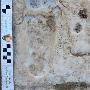 Footprints at the base of trench in White Sands National Park.(Source:  USGS)