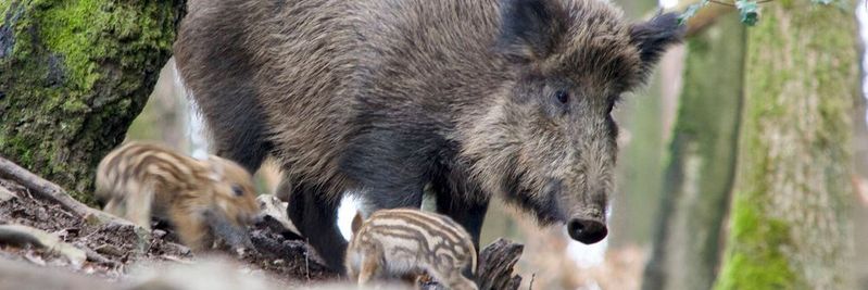 Die Leber von Wildschweinen eignet sich als Bioindikator für PFAS-Belastungen der Umwelt. Die Leber von Wildschweinen eignet sich als Bioindikator für PFAS-Belastungen der Umwelt.