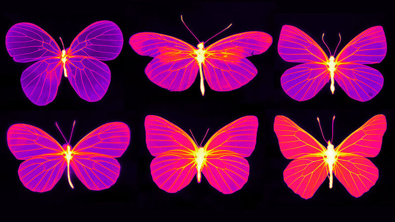 Schmetterlinge aus der Familie der Pieridae im Wärmebild, aufgenommen mit einem System von Flir. Es hat sich herausgestellt, dass Schmetterlinge genauso auffällig sind im infraroten wie im sichtbaren Lichtspektrum. 