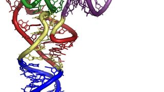 Molekularer Aufbau einer tRNA (Bildquelle: de.academic.ru) (Archiv: Vogel Business Media)