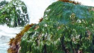 Die Idee, mittels Algen elektrische Energie zu erzeugen, nimmt nun realistische Formen an (Bild: Andrea Damm/pixelio.de)