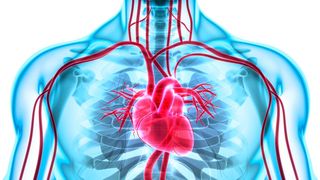 Abbildung des Herz-Kreislauf-Systems (Bild: Colourbox)