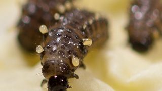 Larven des Meerrettichblattkäfers (Bild: Sindy Frick/MPI chem. Ökol.)