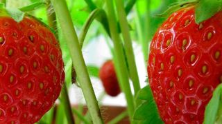 Damit die beliebten kleinen Früchte so herrlich erfrischend saftig beim Endverbraucher ankommen, leisten die Produzenten Schwerstarbeit. Ein Erdbeerroboter verspricht jetzt Erleichterung bei der Ernte. (Bild: strawberry, flickr.com (CC BY 2.0))