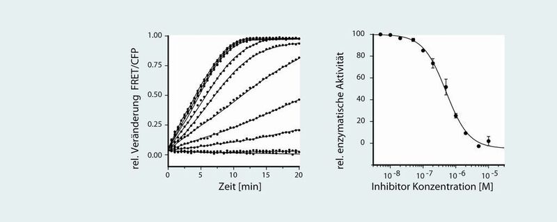 Abb. 4: Beispiel enzymkinetischer Messungen im 384-Well-Format für Hochdurchsatz-Wirkstoff-Screening.  (Bild: M. Christen)