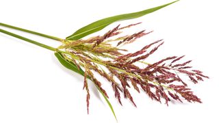 Johnsongras gilt wegen seiner Herbizidresistenz als so genanntes Problemunkraut.  (Bild: Scisetti Alfio - stock.adobe.com)