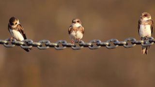 Um ein bekanntes Sprichwort zu misshandeln: Drei Schwalben machen noch keinen Sommer, soll heißen: Noch steckt Blockchain in den Kinderschuhen, doch das Potenzial für die Transaktionsverarbeitung ist riesig.  (farbkombinat)