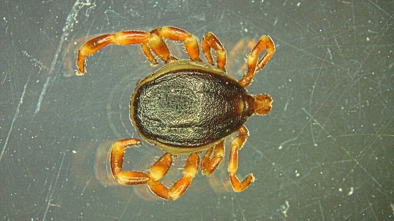 Die Hyalomma-Zecke ist wieder da: Erstmalig konnte sie in Deutschland überwintern. (Universität Hohenheim / Marco Drehmann)