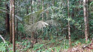 Die Bäume des Amazonas-Regenwaldes geben eine Vielzahl flüchtiger Substanzen ab, welche die chemische Zusammensetzung der Luft beeinflussen. (Cybelli Barbosa)