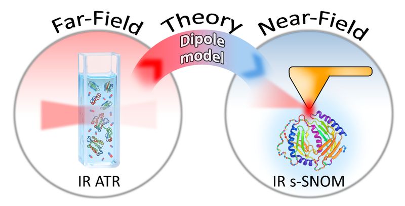 Om een brug te slaan tussen de traditionele vervelds- en de nanoschaal-nabijvelds-infraroodspectroscopie, combineerde het team de experimentele gegevens met het theoretische ‘finite-dipool’-model, dat beschrijft wat er op nanoschaal gebeurt.(Afbeelding: HZB)