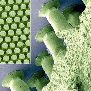 Abb.2: Den Insektenfüßen abgeschaut: Die Fußsohlen des Blattkäfers waren Vorbild für die Oberflächenstruktur des neuen Haftmaterials (grün). Die pilzartigen Mikrohärchen des Materials haften an Glas (blau).