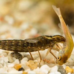 (Christophe Brochard/Brochard Photography)