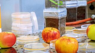 Eine neue Studie unter Leitung der TU Graz bestätigt die Koevolution von Pflanzen und Mikroorganismen. (Bild: Lunghammer – TU Graz)