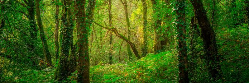 Ergebnisse einer aktuellen Studie bestätigen Hinweise auf einen fortschreitenden Rückgang von Insekten auch in naturnahen Ökosystemen.(Bild:  Fotoschlick - stock.adobe.com)
