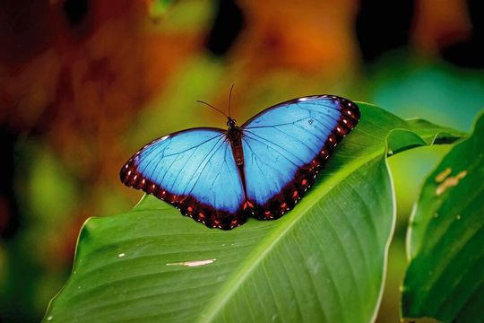 Die Struktur der Oberfläche seiner Flügel verleiht dem Morpho-Schmetterling seine blaue Farbe. Die Struktur der Oberfläche seiner Flügel verleiht dem Morpho-Schmetterling seine blaue Farbe.