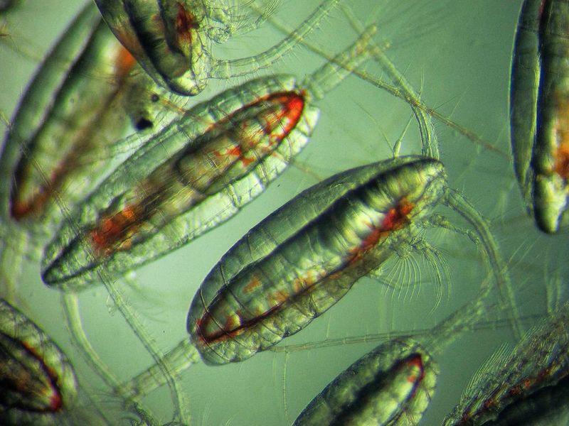 Ruderfußkrebs Calanus finmarchicus (Scottish Association for Marine Science (SAMS) / David Pond)