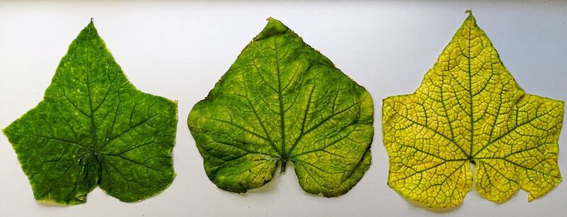 Blätter einer mit CABYV infizierten Pflanze mit Symptomen des Chlorophyllmangels (W. Menzel, DSMZ)