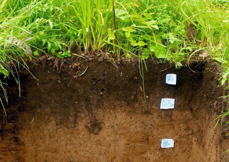 Bei der mikrobiellen Zersetzung toter Biomasse verbleibt ein Teil des Kohlenstoffs im Boden, wo er dann für sehr lange Zeiträume gebunden sein kann.  (Bild: Andreas Richter / Universität Wien)