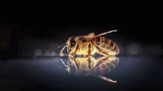 „Unsere“ Honigbiene, Apis mellifera (gemeinfrei, umsiedlungen)