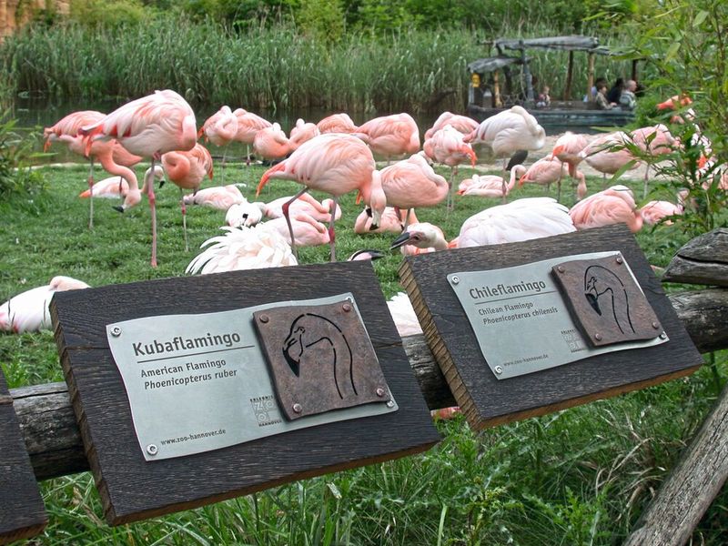 Schilder aus Edelstahl Rostfrei bieten im Hannover Zoo den Besuchern die nötigen Informationen rund um die Tiere. (Bild: MZV/Metall und Gestaltung Peter Schmitz)