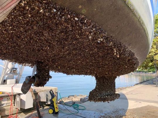 Haben Sie sich schon mal gefragt, warum Muscheln eigentlich im Wasser haften, wie sonstwas? Deutsche und amerikanische Forscher haben das Geheimnis jetzt lüften können, und einen ganz besonderen Klebstoff entwickelt ...(Bild:  Ozeanus)