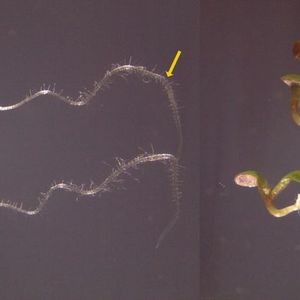 (Dirk Becker, Julius-Maximilians-Universität Würzburg)