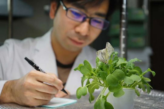 Yu Okamura mit sich paarenden Kohlweißlingsfaltern (Pieris brassicae). Die Larven von Schmetterlingslinien, die nach der CRISPR-Cas9-Genom-Editierung keines der beiden Entgiftungsenzyme mehr besaßen, konnten die Senfölbombe der Wirtspflanze nicht richtig entschärfen. Ihr Wachstum und ihre Überlebenrate waren stark reduziert. Yu Okamura mit sich paarenden Kohlweißlingsfaltern (Pieris brassicae). Die Larven von Schmetterlingslinien, die nach der CRISPR-Cas9-Genom-Editierung keines der beiden Entgiftungsenzyme mehr besaßen, konnten die Senfölbombe der Wirtspflanze nicht richtig entschärfen. Ihr Wachstum und ihre Überlebenrate waren stark reduziert.