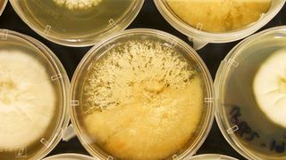 Kolonien des Pilzes Scopulariopsis brevicaulis nach etwa sieben Tagen in Kultur. (Foto: Linda Paun)