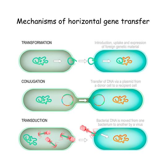 Horizontaler Gentransfer erlaubt es Bakterien, sich an neue Umweltbedingungen anzupassen. Horizontaler Gentransfer erlaubt es Bakterien, sich an neue Umweltbedingungen anzupassen.