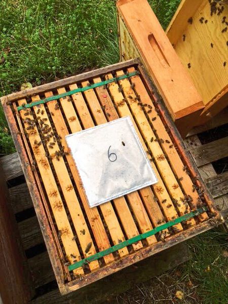 Das sogenannte Bee-Pad, entwickelt vom Start-up Interbran Nature, gibt über mehrere Tage Ameisensäure zur Bekämpfung von Varroamilben ab. An der Erforschung der Innovation können sich Imkerinnen und Imker beteiligen. Die Deutsche Bundesstiftung Umwelt (DBU) fördert das Projekt. (Bild: Nina Häcker)