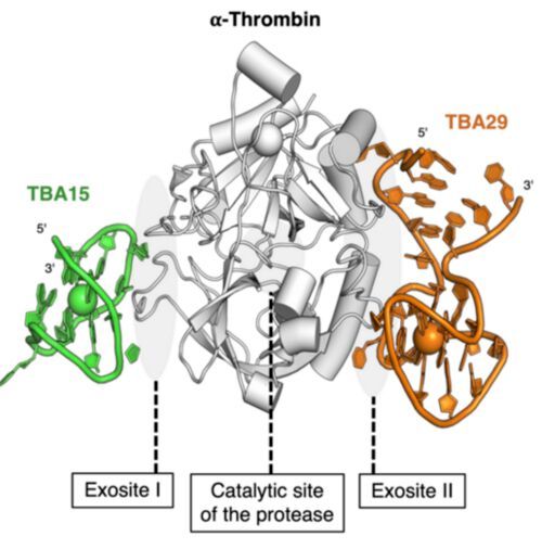 Human thrombin. Thrombin is the enzyme responsible for bleeding and for blood clotting, depending on how it’s activated, and has two DNA drug-binding sites. Human thrombin. Thrombin is the enzyme responsible for bleeding and for blood clotting, depending on how it’s activated, and has two DNA drug-binding sites.