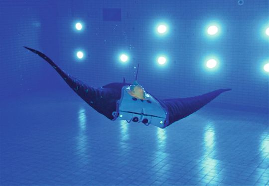 Nein, das ist kein echter! Dieser Manta- oder Teufelsrochen ist ein smartes Kind der Roboterforschung. Seine spezielle Haut ist sensorbestückt. Seine Aufgabe ist das Aufspüren von im Meer lagernder Munition aus den Weltriegen. Nein, das ist kein echter! Dieser Manta- oder Teufelsrochen ist ein smartes Kind der Roboterforschung. Seine spezielle Haut ist sensorbestückt. Seine Aufgabe ist das Aufspüren von im Meer lagernder Munition aus den Weltriegen.