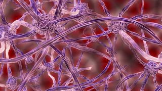 Ursächlich für die Multiple Sklerose sind autoimmune, chronisch-entzündliche Prozesse im Zentralnervensystem (ZNS). (Symbolbild, Nervenzellen grafisch) (gemeinfrei)