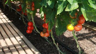 Bio-Tomaten wurzeln in Erde, hier in einem Gewächshaus der Bayerischen Landesanstalt für Wein- und Gartenbau (LWG) in Veitshöchheim. (Bild: LWG)