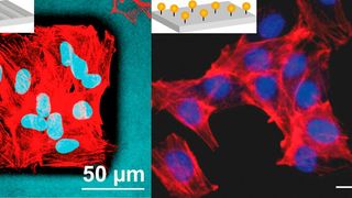 Links: Hautfibroblasten auf strukturierten Beschichtungen aus Spinnenseide; rechts: Muskelvorläuferzellen auf einem Gerüst aus peptidmodifizierter Spinnenseide. Rot: Aktin-Zytoskelett, türkis: Zellkern und Spinnenseidengerüst, blau: Zellkern.  (Bild: Vanessa Trossmann)